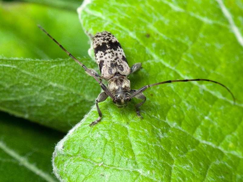 Leiopus femoratus Fairmaire, 1859